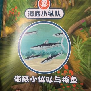 海底小纵队与梭鱼