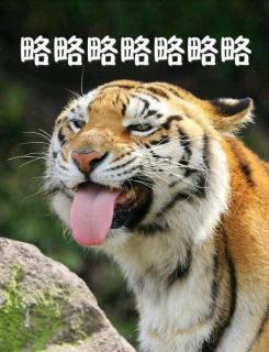 白兰鸽巡游记