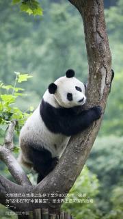 Chengdu Panda Base--At the Nursery