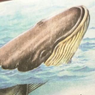 语文  五年级上册  《鲸》