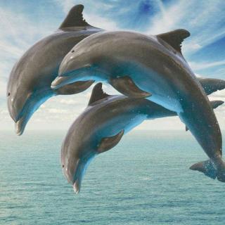 睡前故事：三只海豚