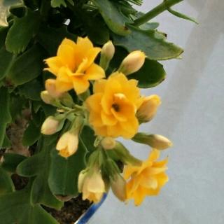 20180118睡觉的三叶草