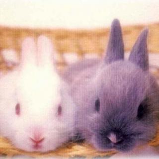“你不开心，呐我就亲亲你！”小灰兔对小白兔说