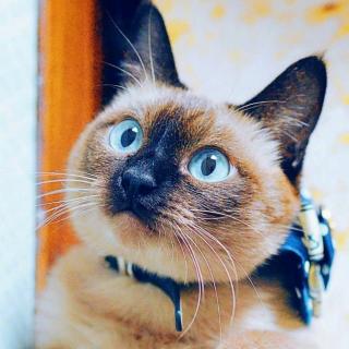 【胖子】在线收听_笑晨落的播客_荔枝