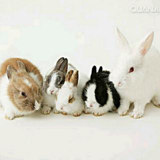 睡前故事       《五只小兔子的远方》