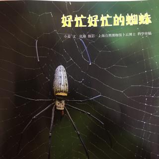 好忙好忙的蜘蛛🕷️