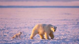 北极熊真的是白色吗？