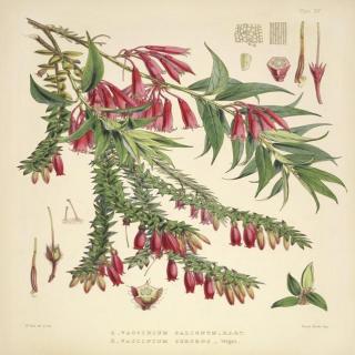 NJ伊然《手绘喜玛拉雅植物》(5) 树萝卜五翅莓