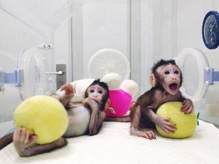 全球新资讯04:ClONED MONKEY BABIES 克隆猴