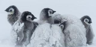 自然故事37:冻死在南极的企鹅