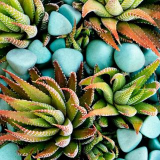 【文言文两则】在线收听_陈思媛96的播客_荔枝