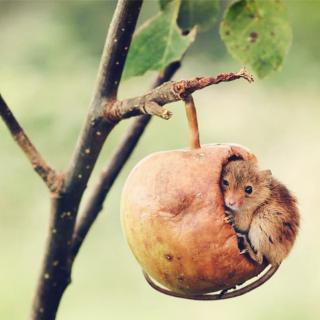 164.住在苹果里的小巢鼠
