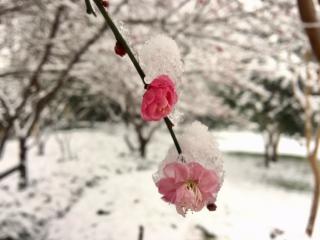 多情最是江南雪