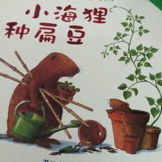 聪明的小海狸4小海狸种扁豆