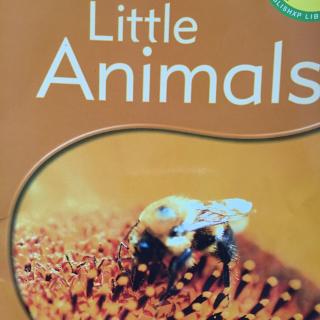 Little Animals