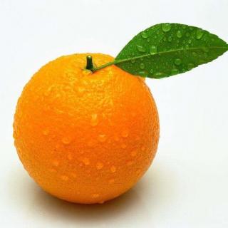 备受欢迎的柑橘竟然是植物界中的活化石