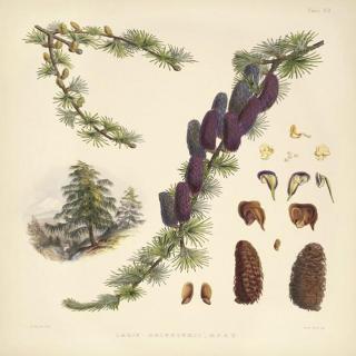 NJ伊然《手绘喜玛拉雅植物》(7) 西藏红杉