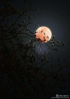 红月亮·作者：山中野蒿