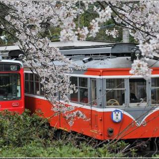 箱根登山铁道，浪漫樱花之旅