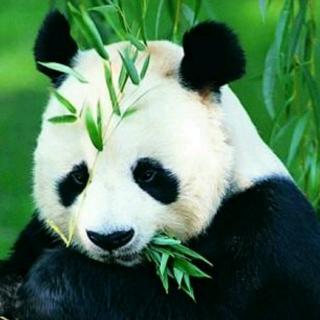 走近国宝  大熊猫