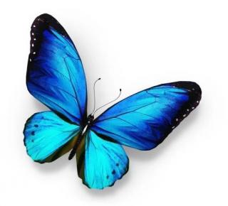 《蓝蝴蝶》