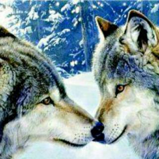 梵音 | 狼的爱情