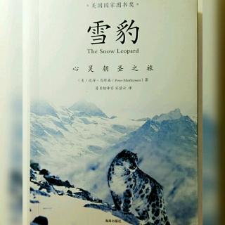 《雪豹》之水晶山：11月10日- 蓝羊（4）情投意合