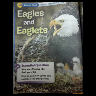 U2W4 Eagles and Eaglets