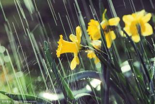 【寒假集训班】诗歌《春雨》