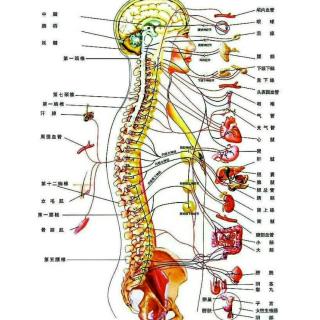 张馨悦――骨与骨关节的结构以及骨系传输