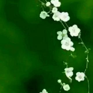 《栀子花开》文/灿哥，朗诵：观云听涛