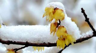 李涵超《雪》