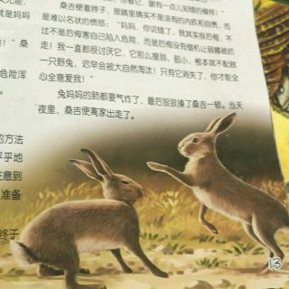 野兔🐰桑吉和它偏心的妈妈