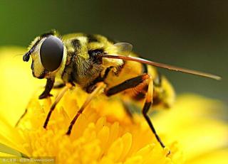 动物世界大百科@辛勤劳动的蜜蜂