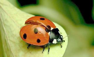 动物世界大百科@红色的花大姐-瓢虫是益虫吗？
