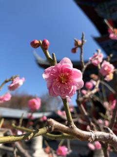 生如夏花    泰戈尔