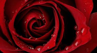 A Red Red Rose