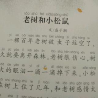 老树和小松鼠