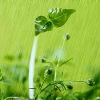 春雨/文 金色阳光  朗诵 耐心等待