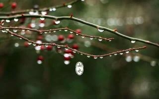 《江南雨−汪国真》朗诵：月华