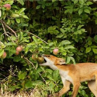 179.“偷”苹果的小狐狸