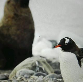 Antarctic animals are in danger of losing a major source of food