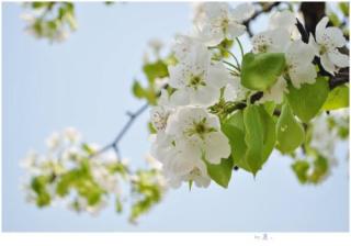 李涵超《梨花》