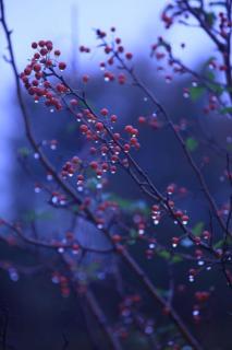 《山雨》    朗诵：银色童话      作者：赵丽宏