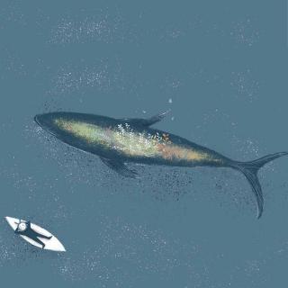 化身孤岛的鲸鱼