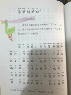 学天鹅的鸭