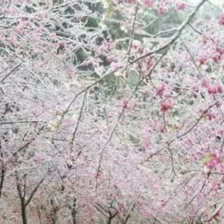 20180202《雪花的快乐》徐志摩