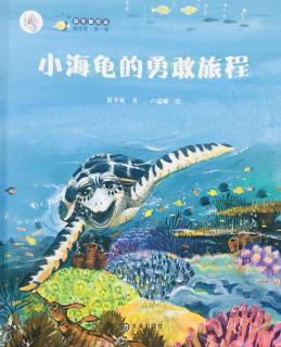 小海龟的勇敢旅程