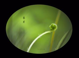 春芽，春在枝头已十分|诵读：花非花