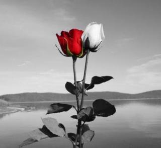 英语美文：红玫瑰与白玫瑰（张爱玲）